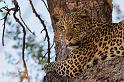 070 Botswana, Chobe NP, luipaard